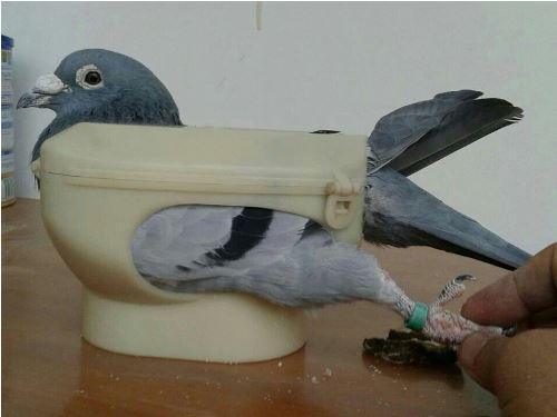 Easy Glide Pigeon Racing Rack - Lightweight Blue Bird Holder