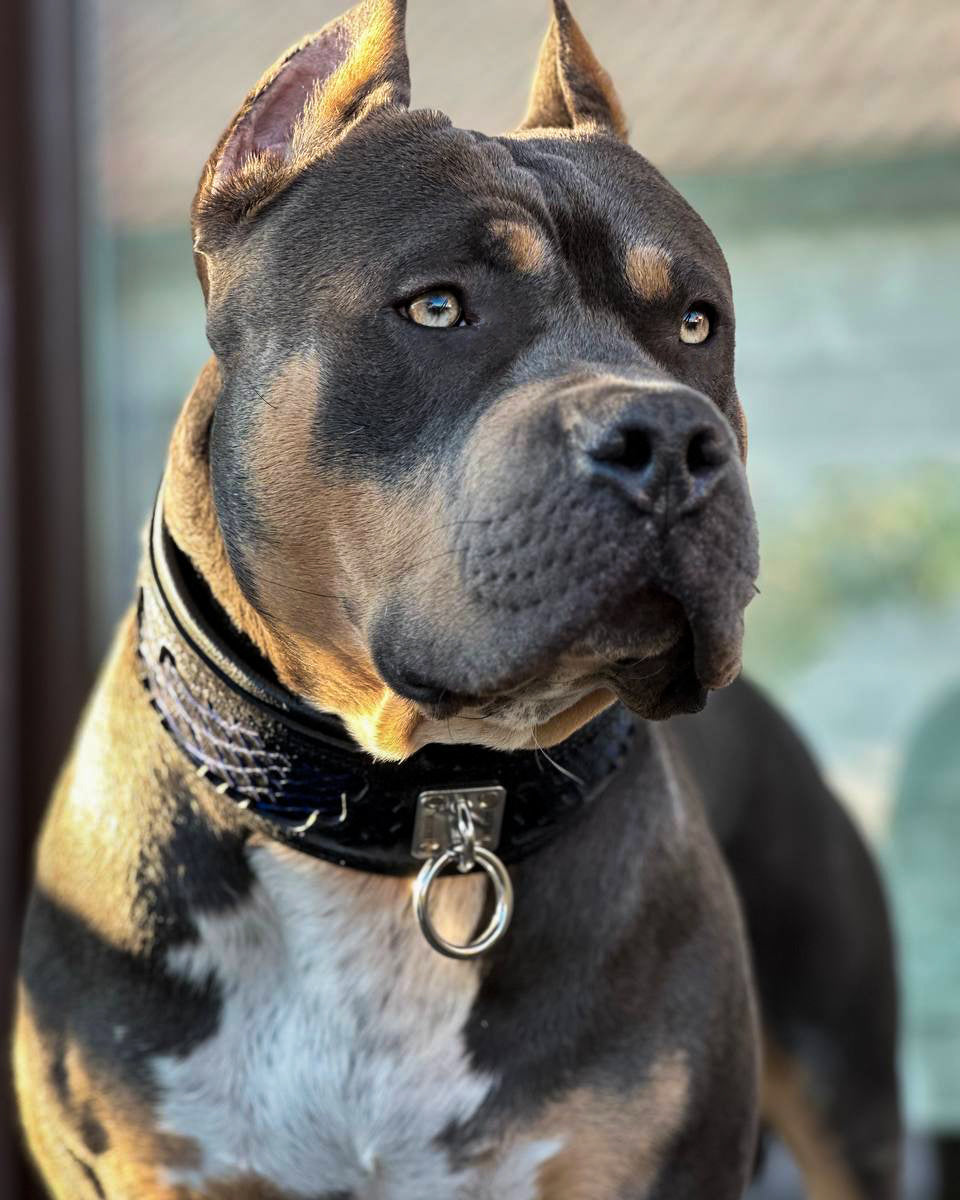 Indigo collar
