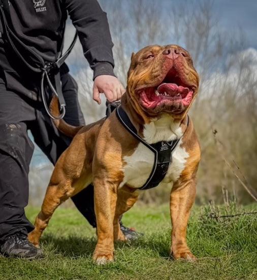 GripPro (Heavy Duty Harness)